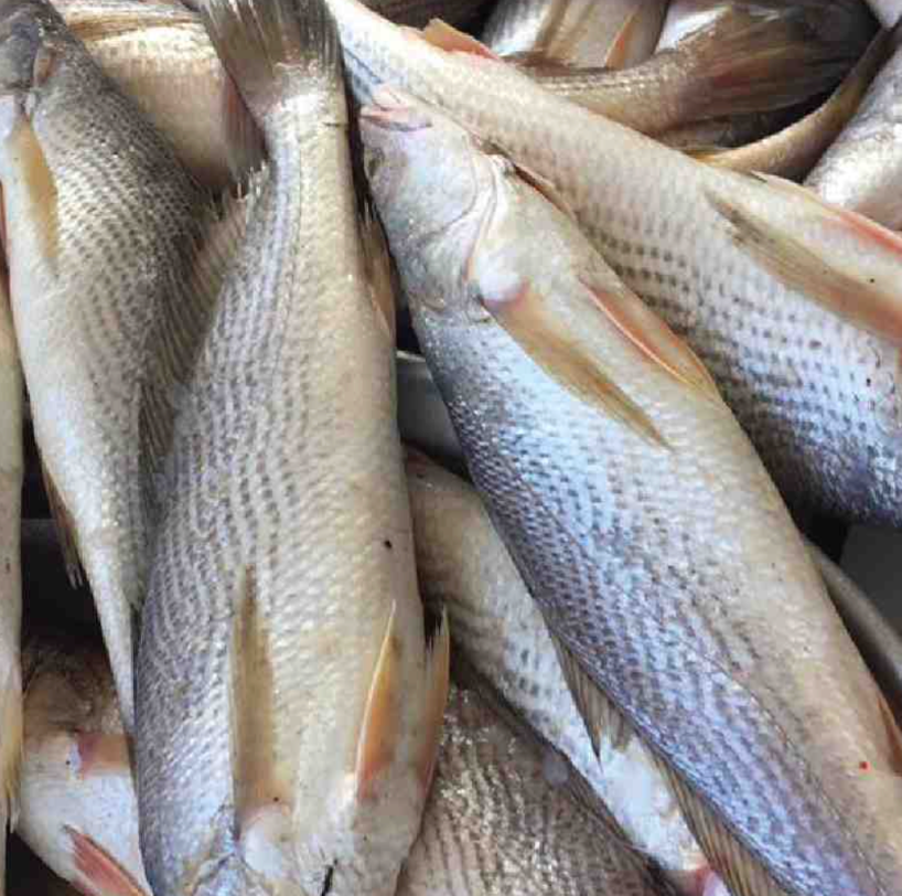 Poisson Bar(sosso) /kg